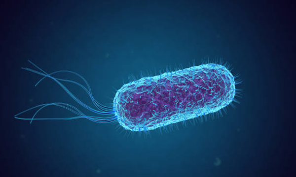 shigella conformed palakkad
